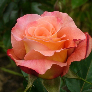 Rosa Augusta Luise® - rumena - Nostalgična vrtnica